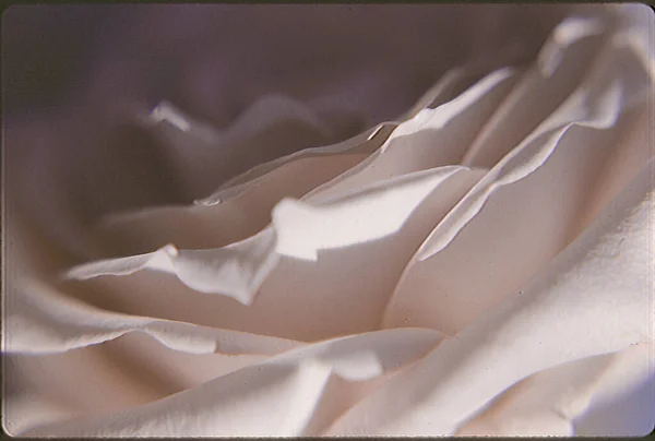 Обрізаний Вид Пелюстки Троянд — стокове фото