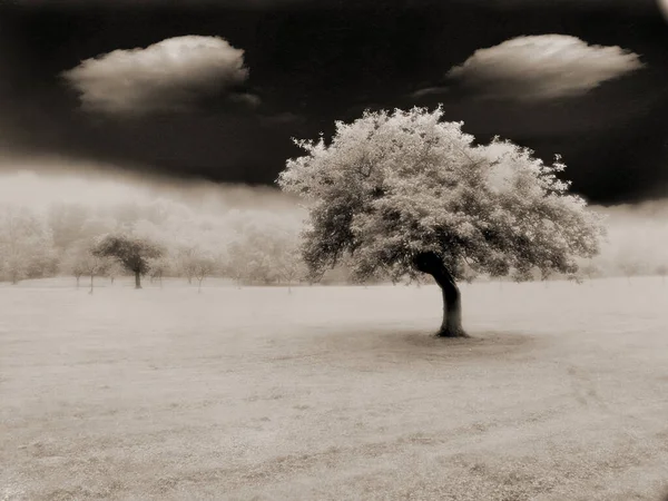 Piękny Krajobraz Drzewem Łące — Zdjęcie stockowe