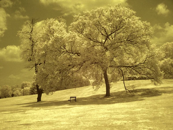 Trees Beautiful Landscape — Stockfoto