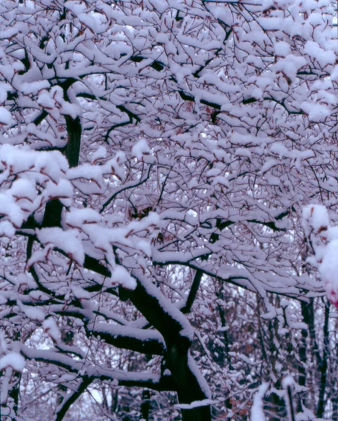 公园里被雪覆盖的树木 — 图库照片