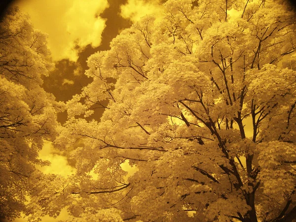 Mooie Boom Het Bos Kleur Afbeelding — Stockfoto