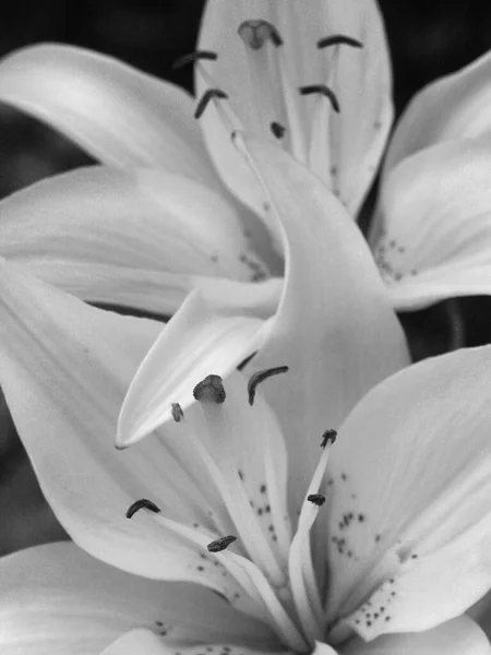 Schöne Blumen Weiße Lilien Bild Schwarz Weiß — Stockfoto