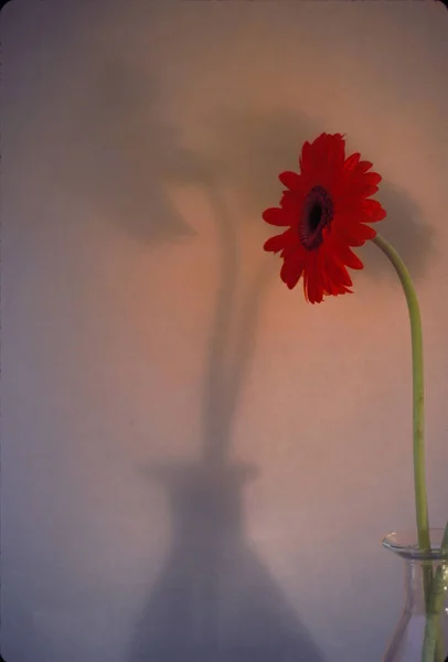 Rote Blume Einer Vase — Stockfoto