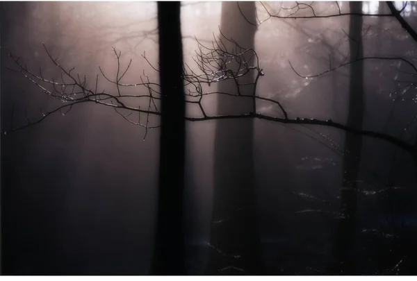 森林里一棵树的黑白照片 — 图库照片