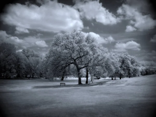 Bomen Een Prachtig Landschap — Stockfoto