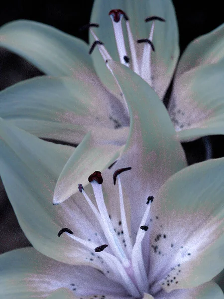 Beautiful Flowers White Lilies Purple Tint — Stock Photo, Image