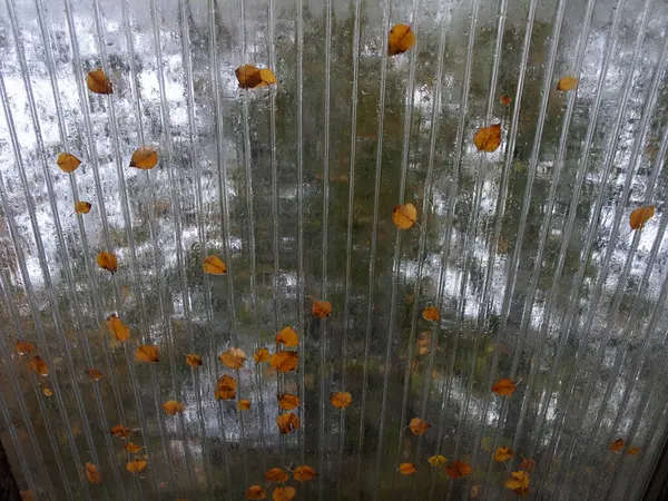 玻璃屋顶上秋天的落叶 模糊的背景 透过玻璃屋顶观看 — 图库照片