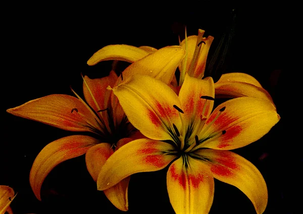 美丽的百合花 花卉背景水彩画 — 图库照片