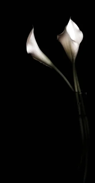 Belle Fleur Blanche Sur Fond Noir — Photo