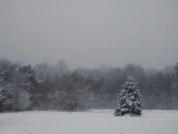 寒冷的冬日 冷杉树覆盖着积雪 — 图库照片