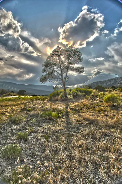 Baum Ländlicher Landschaft Schöne Naturszene — Stockfoto