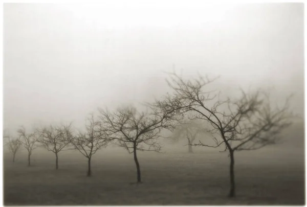 Árboles Medio Niebla Niebla Rocío — Foto de Stock