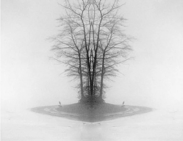 Árbol Simétrico Niebla Paisaje Surrealista — Foto de Stock