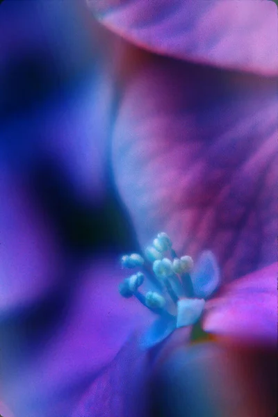 Güzel Çiçeğin Soyut Yakın Plan Çekimleri — Stok fotoğraf