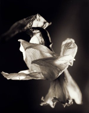 Güzel nergis botanik çekimi, doğal duvar kağıdı.