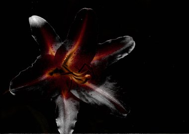 Güzel zambak çiçeği fotoğrafı, doğal duvar kağıdı. 