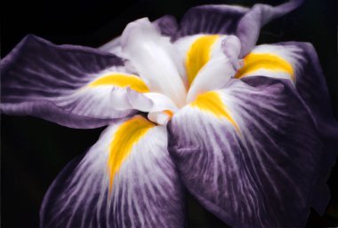 Mor zambak çiçeği yakın plan görüntüsü.