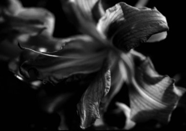 Güzel zambak çiçekleri. Görüntü siyah beyaz.