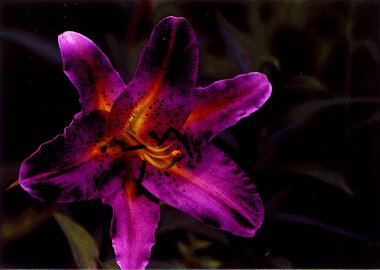 Güzel zambak çiçeği fotoğrafı, doğal duvar kağıdı. 