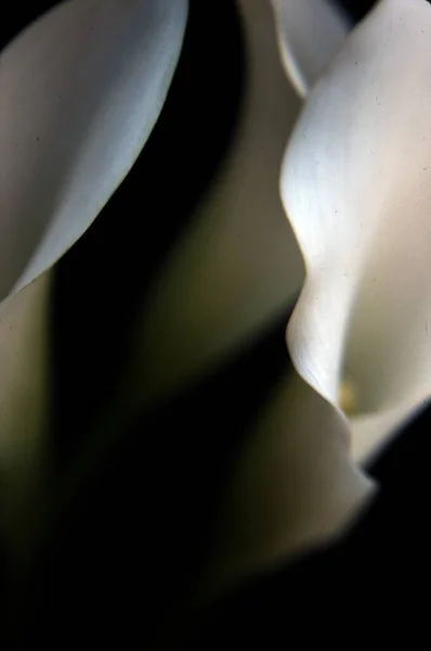 Красивые Цветы Calla Черном Фоне — стоковое фото