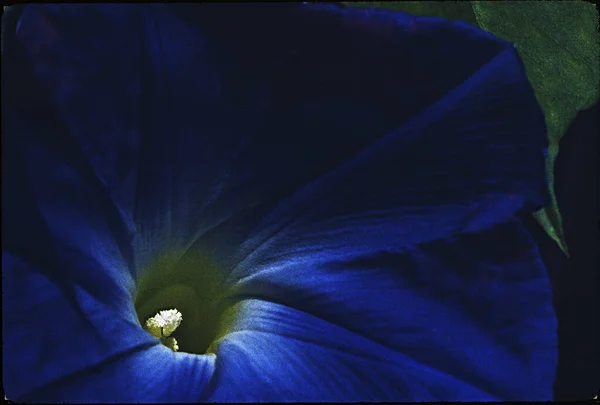 Vista Vicino Bellissimi Fiori — Foto Stock