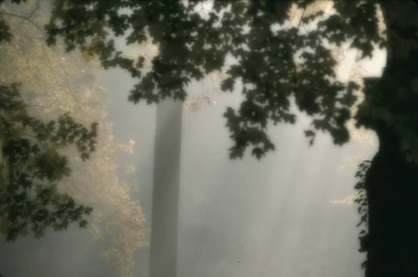 阳光照射在秋天的树上 — 图库照片