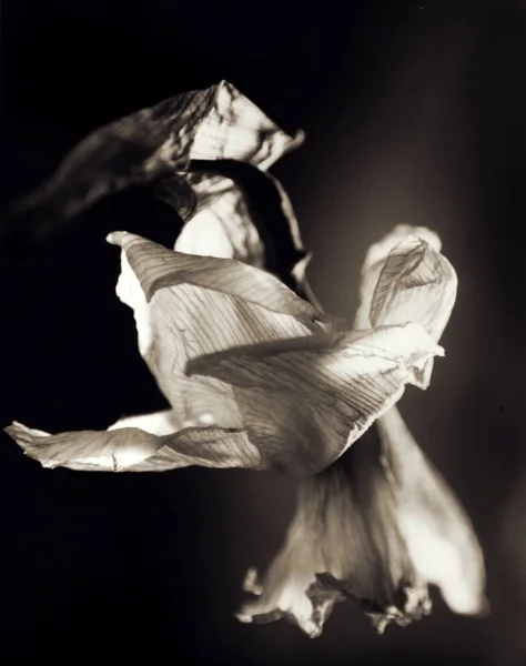 Schöne Narzisse Botanischen Schuss Natürliche Tapete — Stockfoto