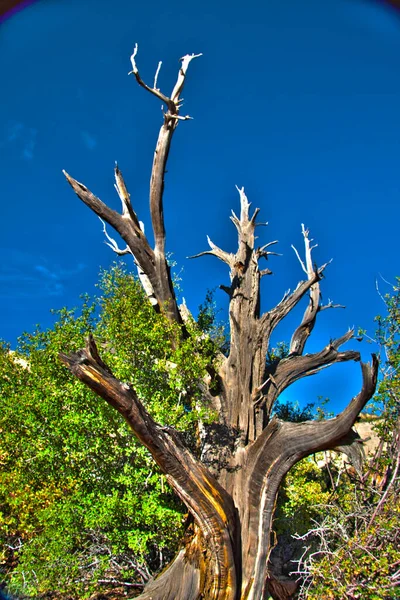 Gedroogde Boom Met Kale Takken Het Natuurlandschap — Stockfoto