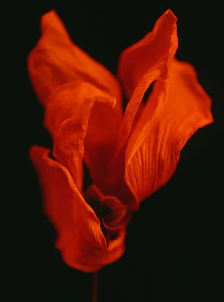 Flor Vermelha Seca Isolada Preto — Fotografia de Stock