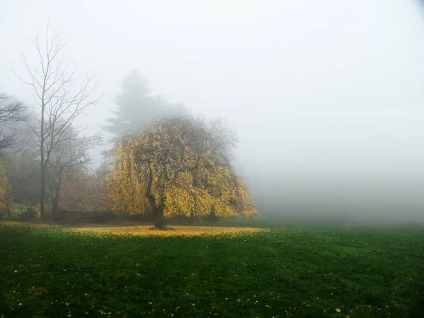 Trees Green Field Fog Mist Dew — Stock Photo, Image