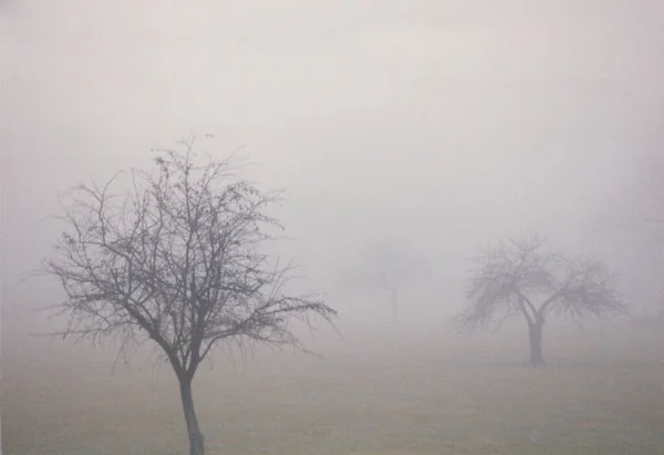 Trees Fog Mist Dew — Stock Photo, Image