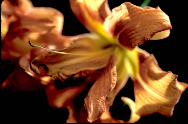 Close Lily Flower — стоковое фото