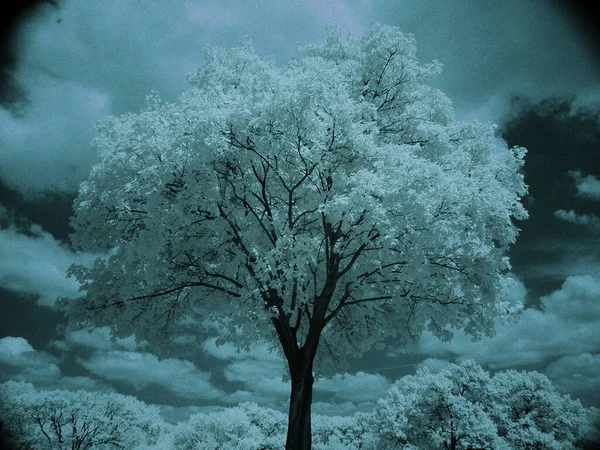 Einsamer Baum Schöner Landschaft — Stockfoto