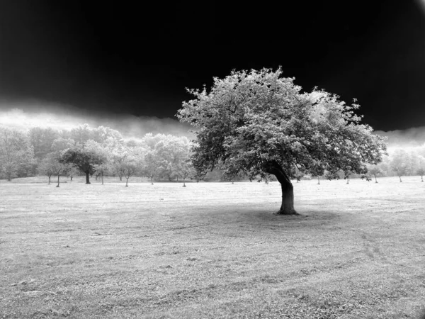 Prachtig Landschap Met Boom Weide — Stockfoto