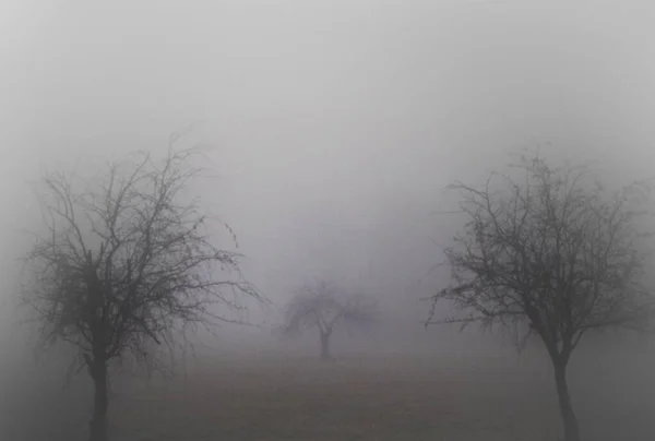 Trees Fog Mist Dew — Stock Photo, Image