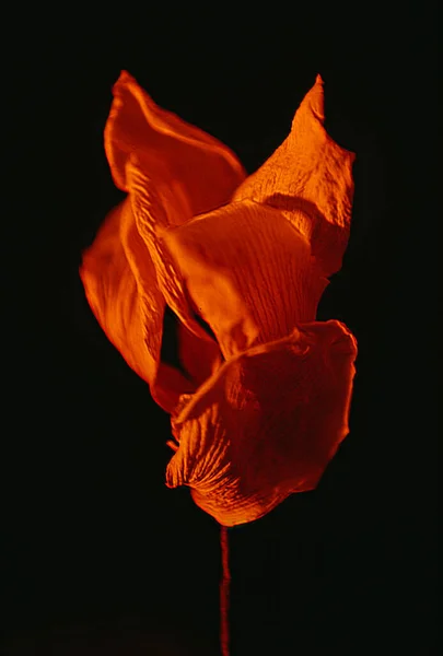 Красива Помаранчева Квітка Чорному Тлі — стокове фото