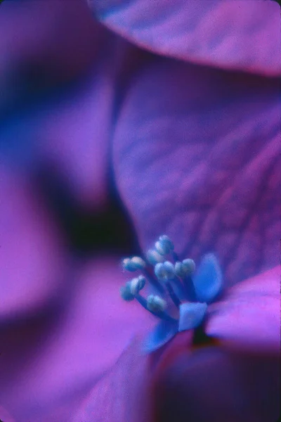 Abstract Close Shot Beautiful Flower — Stock Photo, Image