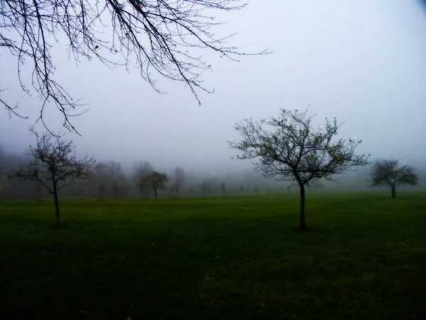Trees Green Field Fog Mist Dew — Stock Photo, Image