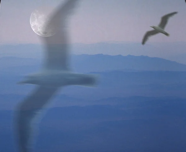 鳥は空を飛ぶ — ストック写真