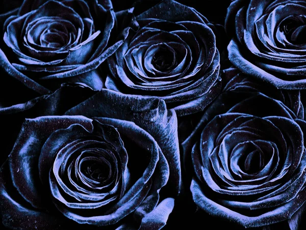 Composição Rosa Colorida Azul — Fotografia de Stock