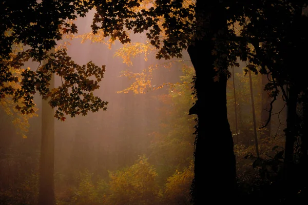 Luz Sol Brilha Através Árvores Outono — Fotografia de Stock