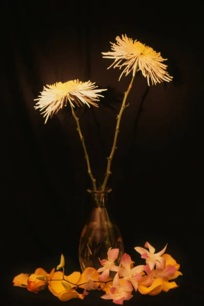 Flores Vaso Chão — Fotografia de Stock