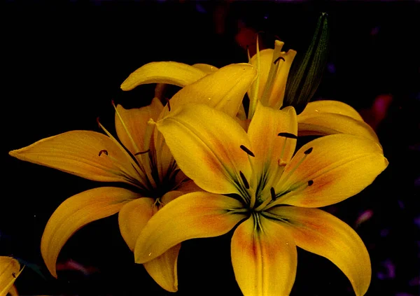 Hermosas Flores Lirio Fondo Floral Acuarela Ilustración — Foto de Stock