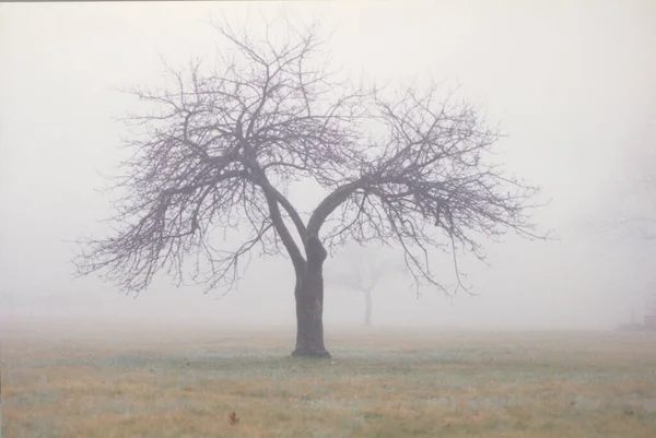 Tree Grass Field Fog Mist Dew — Stock Photo, Image