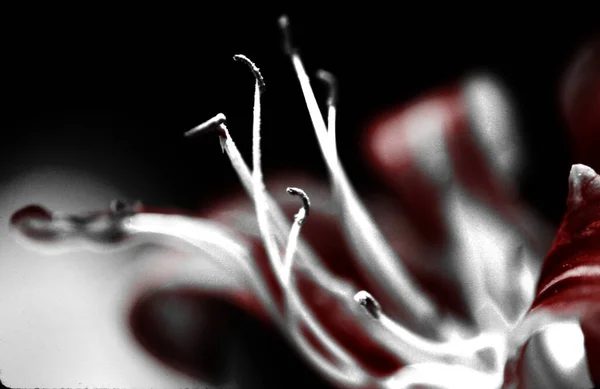 Black White Photo Beautiful Red Yellow Flower — Fotografia de Stock