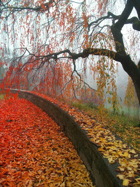 Осенний Парк Каменный Забор Опавшие Листья — стоковое фото