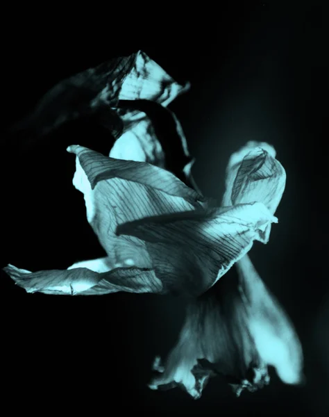 Floare Ofilită Izolată Negru Redare — Fotografie, imagine de stoc