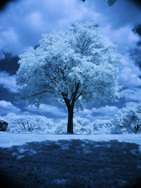 Güzel Manzarada Yalnız Bir Ağaç — Stok fotoğraf