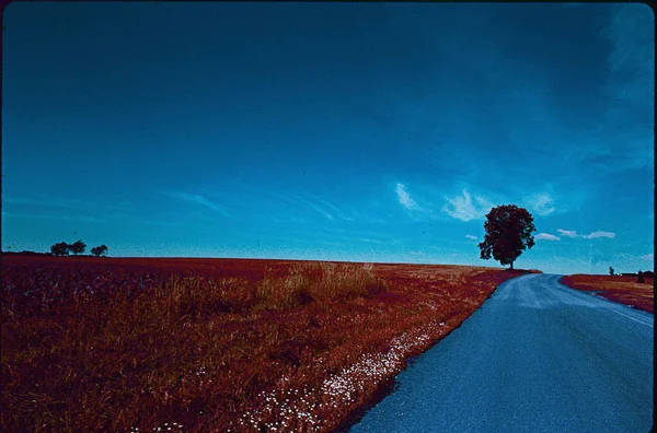 Beau Paysage Avec Champ Arbre Sur Route — Photo