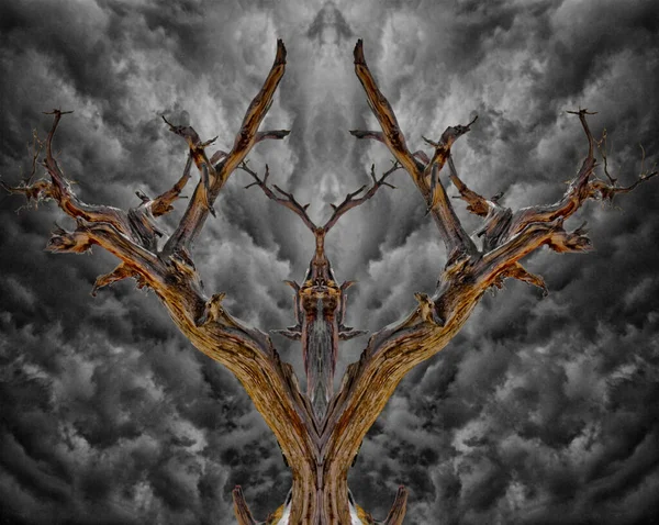 Träd Rötter Abstrakt Bakgrund — Stockfoto